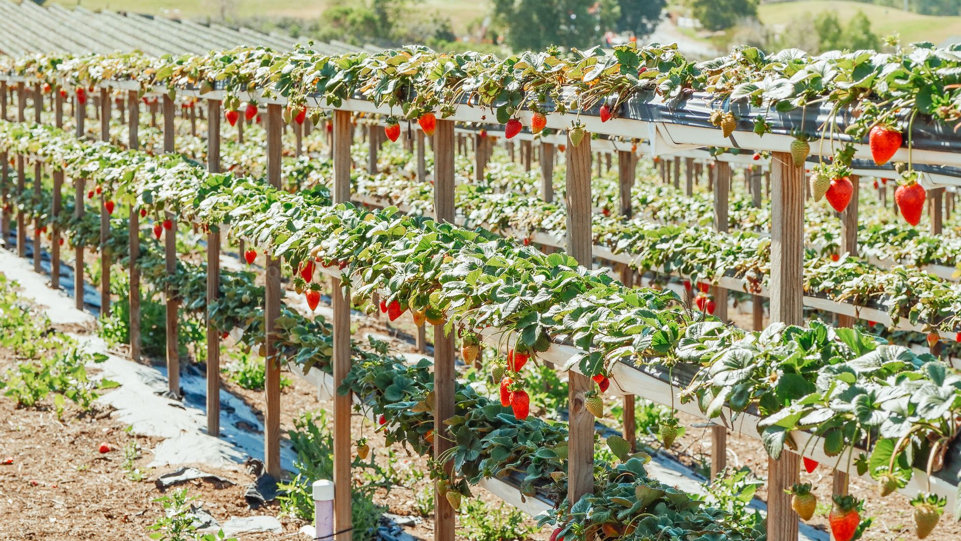 como rankear no Google para empresas de agtech