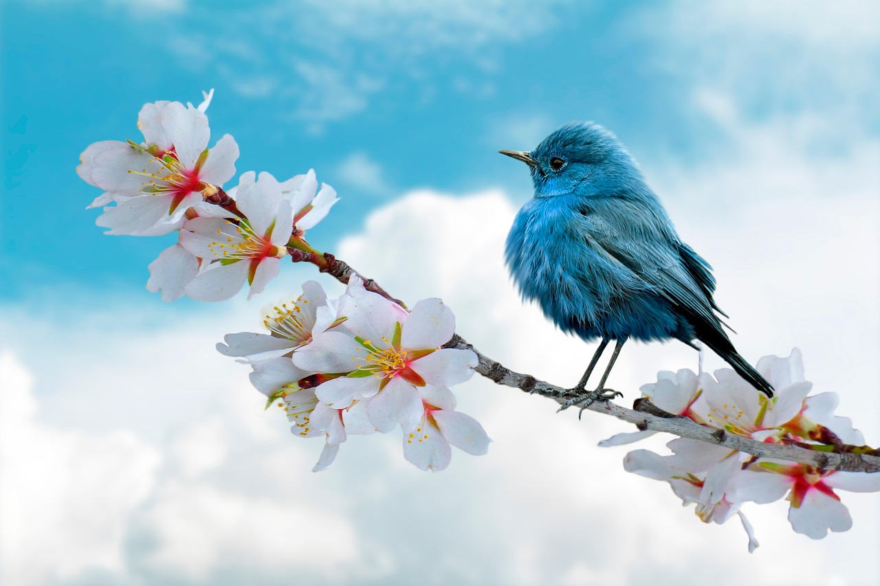 Exemplo de imagem gratuita disponível no Pixabay